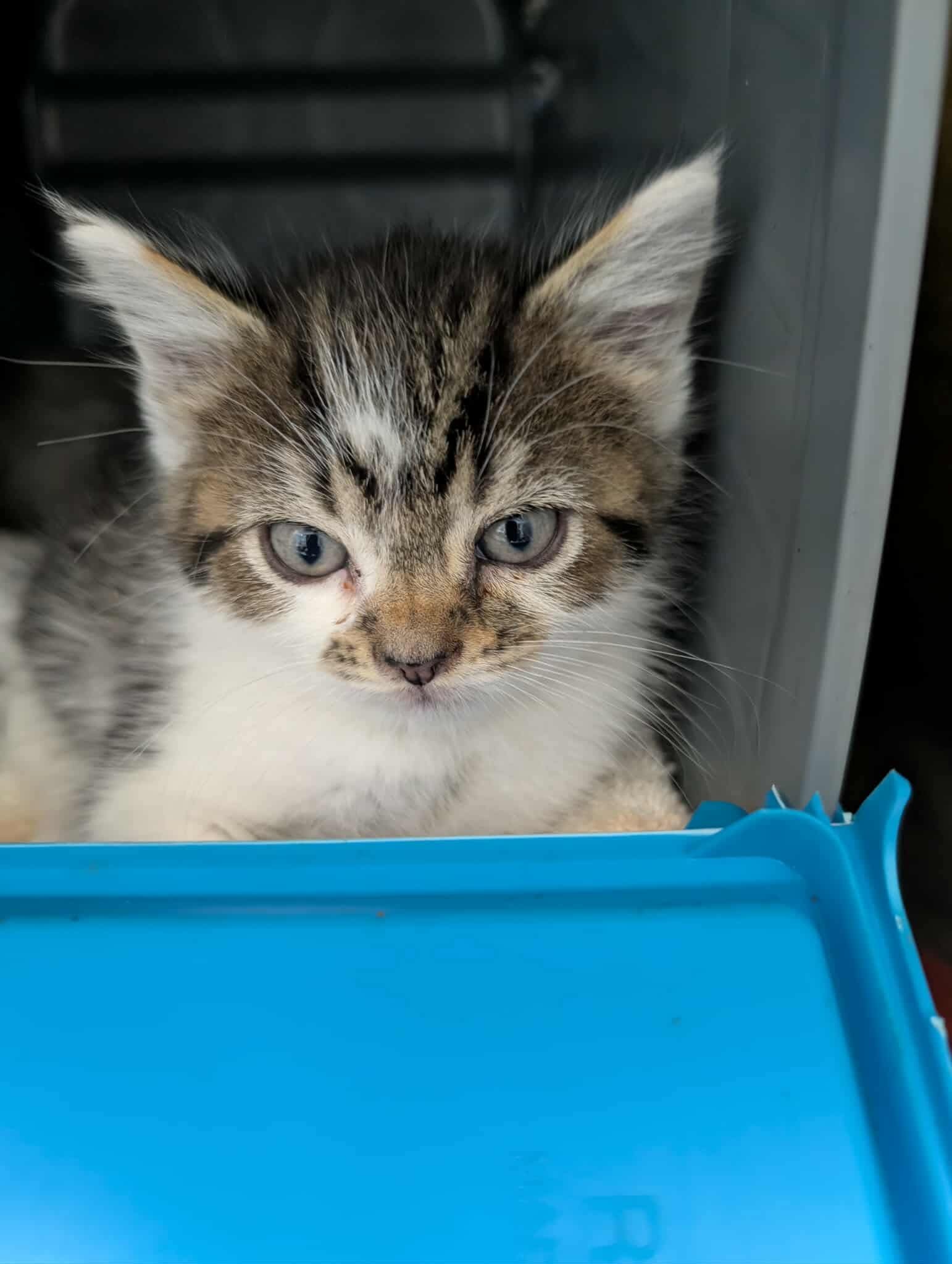 Keats: At shelter