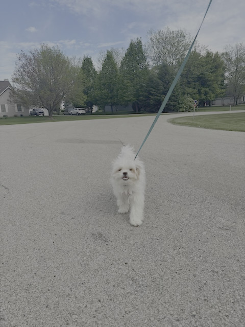 Rosie, an adoptable Havanese, Japanese Chin in Elgin, IL, 60123 | Photo Image 1