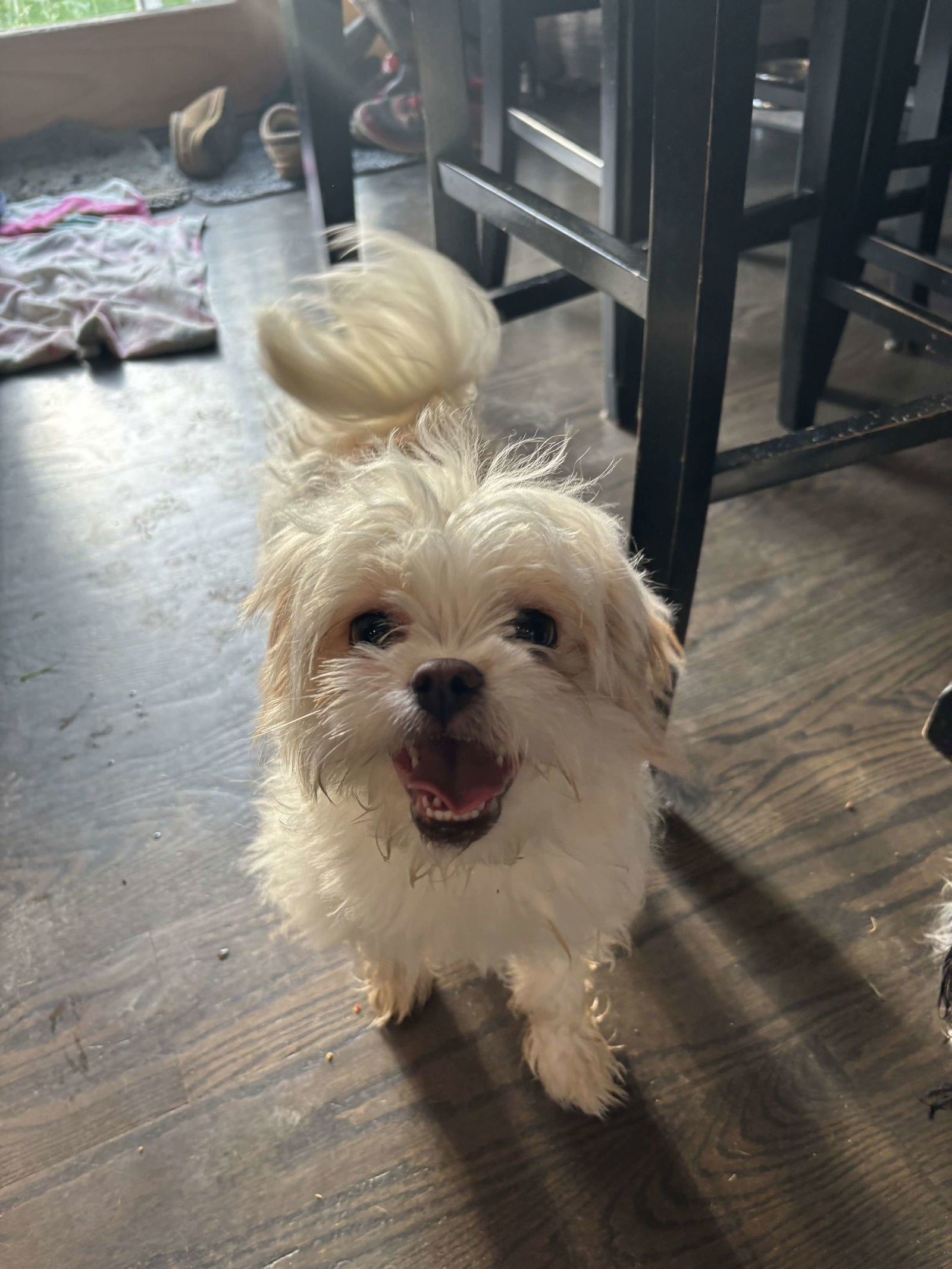 Rosie, an adoptable Havanese, Japanese Chin in Elgin, IL, 60123 | Photo Image 2