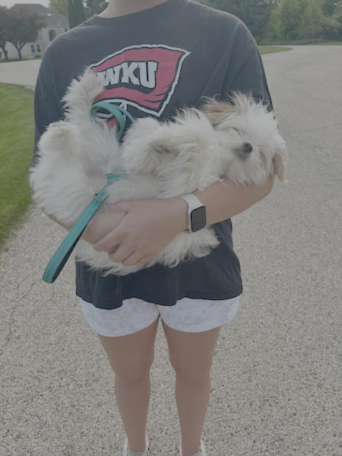 Rosie, an adoptable Havanese, Japanese Chin in Elgin, IL, 60123 | Photo Image 3