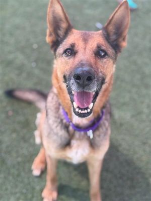 Maya, Senior Female German Shepherd Dog