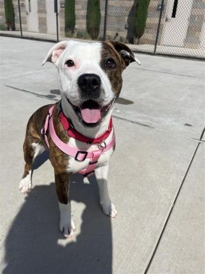 Simka, Adult Female Pit Bull Terrier