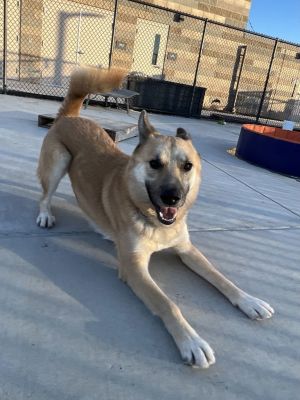 XL Duck, Adult Male Akita