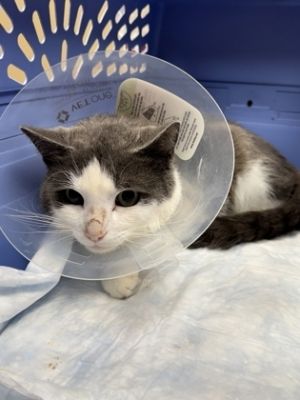 Pretty Boy, Adult Male Domestic Short Hair