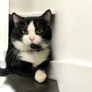 Sylvester