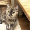 Baby Kitty (Tess)