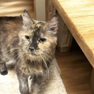 Baby Kitty (Tess)