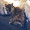 Baby Kitty (Tess)