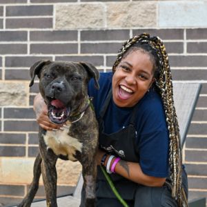 Lake, Adult Male Mixed Breed