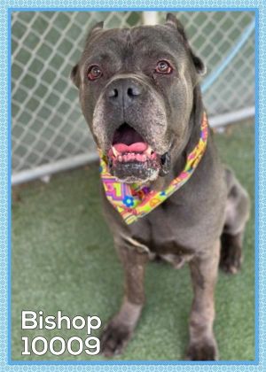 Primary Color Blue Weight 1139lbs Age 7yrs 0mths 2wks