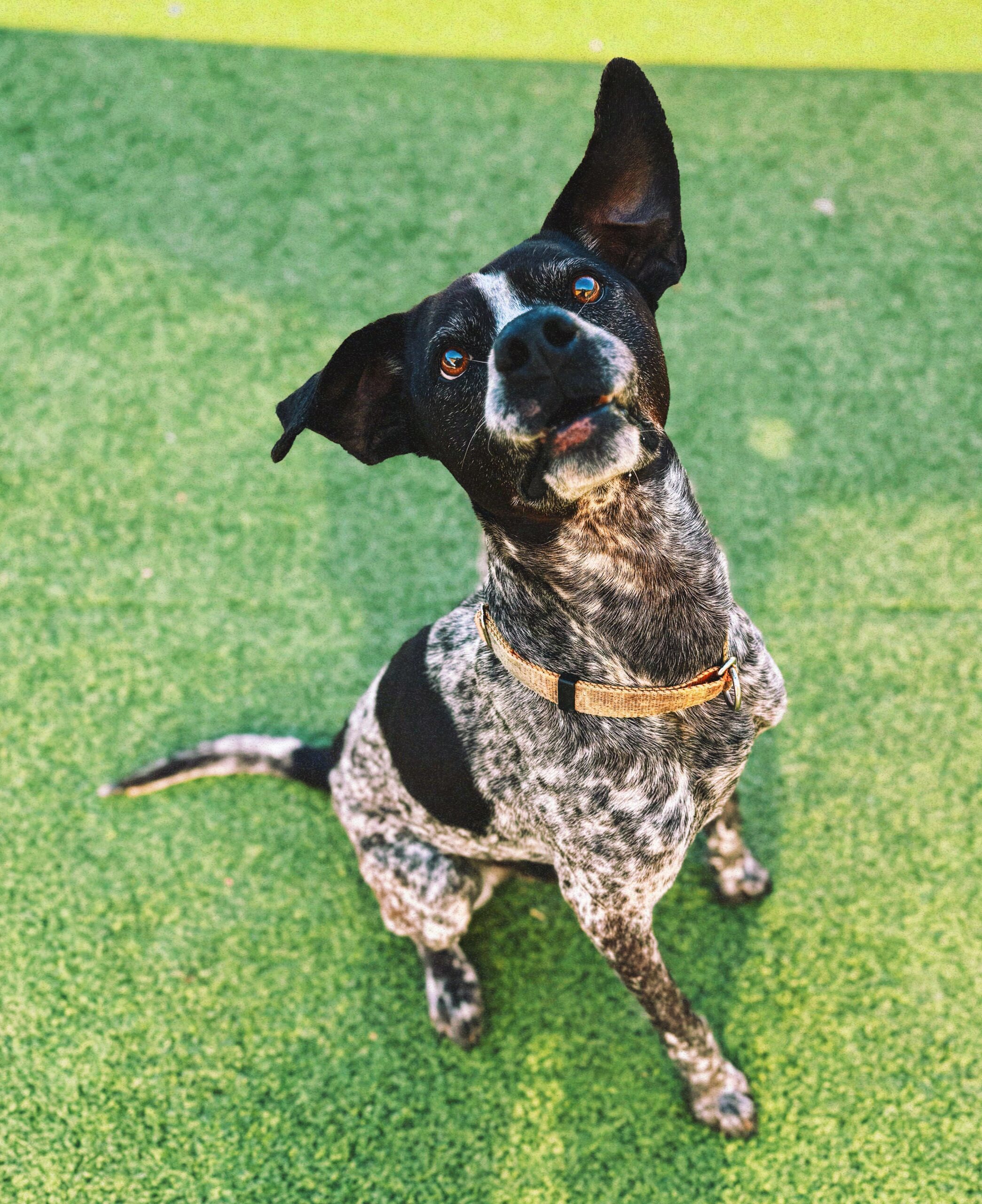Ford, an adoptable German Shorthaired Pointer, Mixed Breed in Hays, KS, 67601 | Photo Image 1