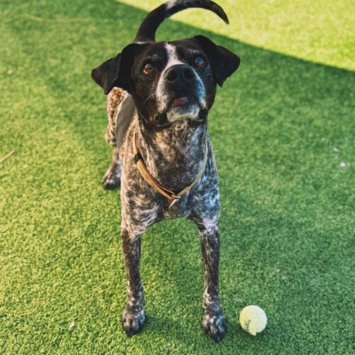 Ford, an adoptable German Shorthaired Pointer, Mixed Breed in Hays, KS, 67601 | Photo Image 2