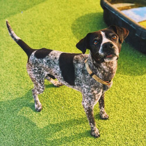 Ford, an adoptable German Shorthaired Pointer, Mixed Breed in Hays, KS, 67601 | Photo Image 3
