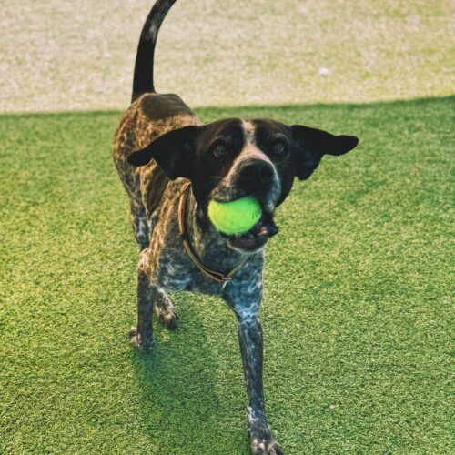 Ford, an adoptable German Shorthaired Pointer, Mixed Breed in Hays, KS, 67601 | Photo Image 4