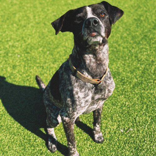 Ford, an adoptable German Shorthaired Pointer, Mixed Breed in Hays, KS, 67601 | Photo Image 5