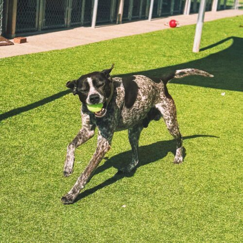 Ford, an adoptable German Shorthaired Pointer, Mixed Breed in Hays, KS, 67601 | Photo Image 6