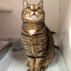 Ember -- Bonded Buddy With Ivy, Adult Female Domestic Medium Hair