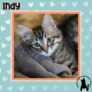 Indy, Baby Male unknown
