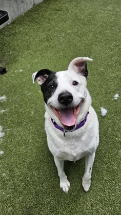 What my friends at Seattle Humane say about me Im a gentle easygoing guy who loves being outside 