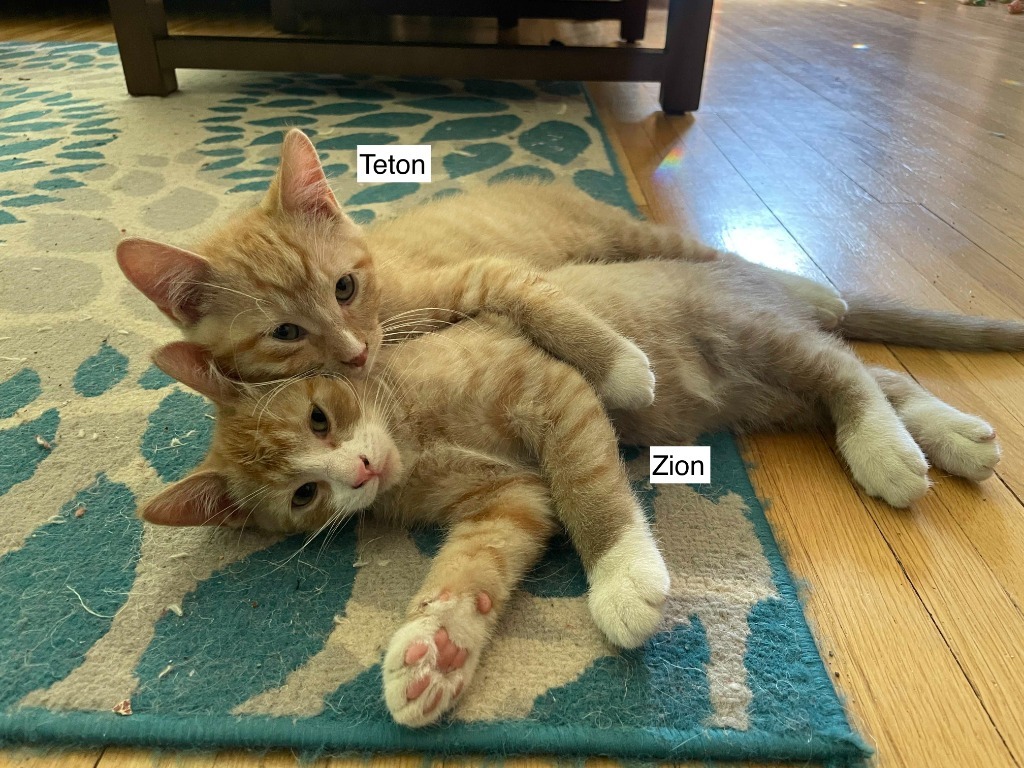 Teton