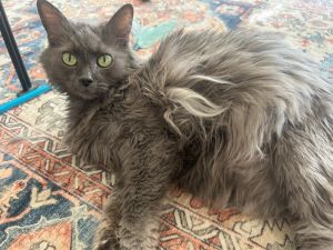 Chauncey, Senior Male Domestic Long Hair