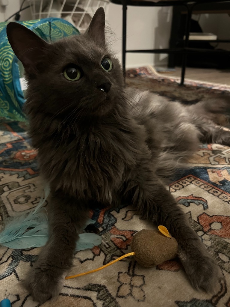 Chauncey