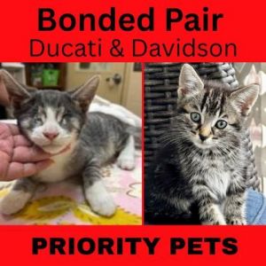 Davidson, Baby Male Domestic Short Hair