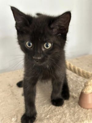 Conrad, Baby Male Domestic Short Hair