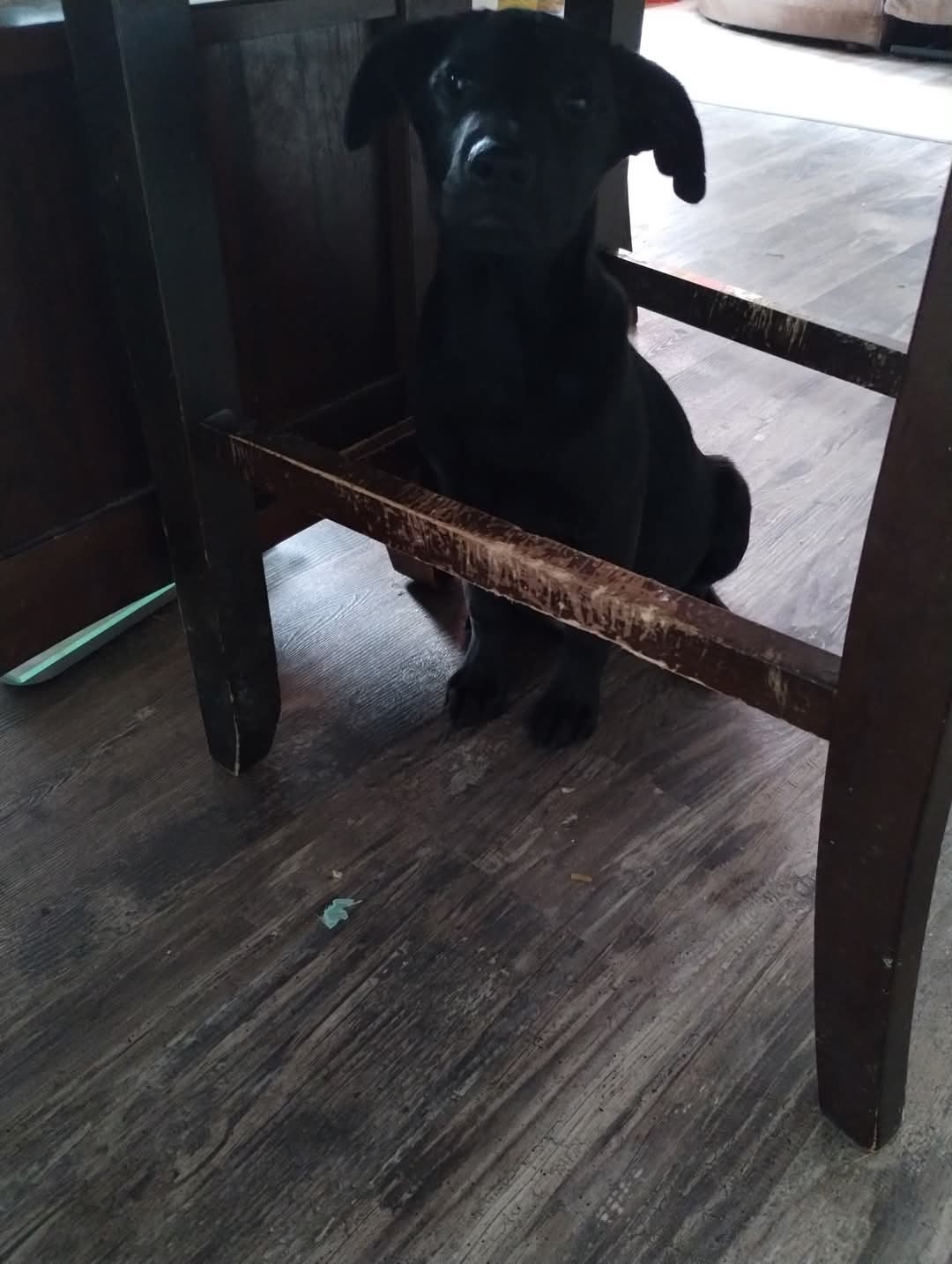 Oliver