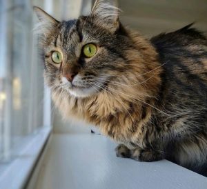 Clark, Adult Male Domestic Long Hair