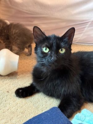 Calliope, Adult Female Domestic Short Hair