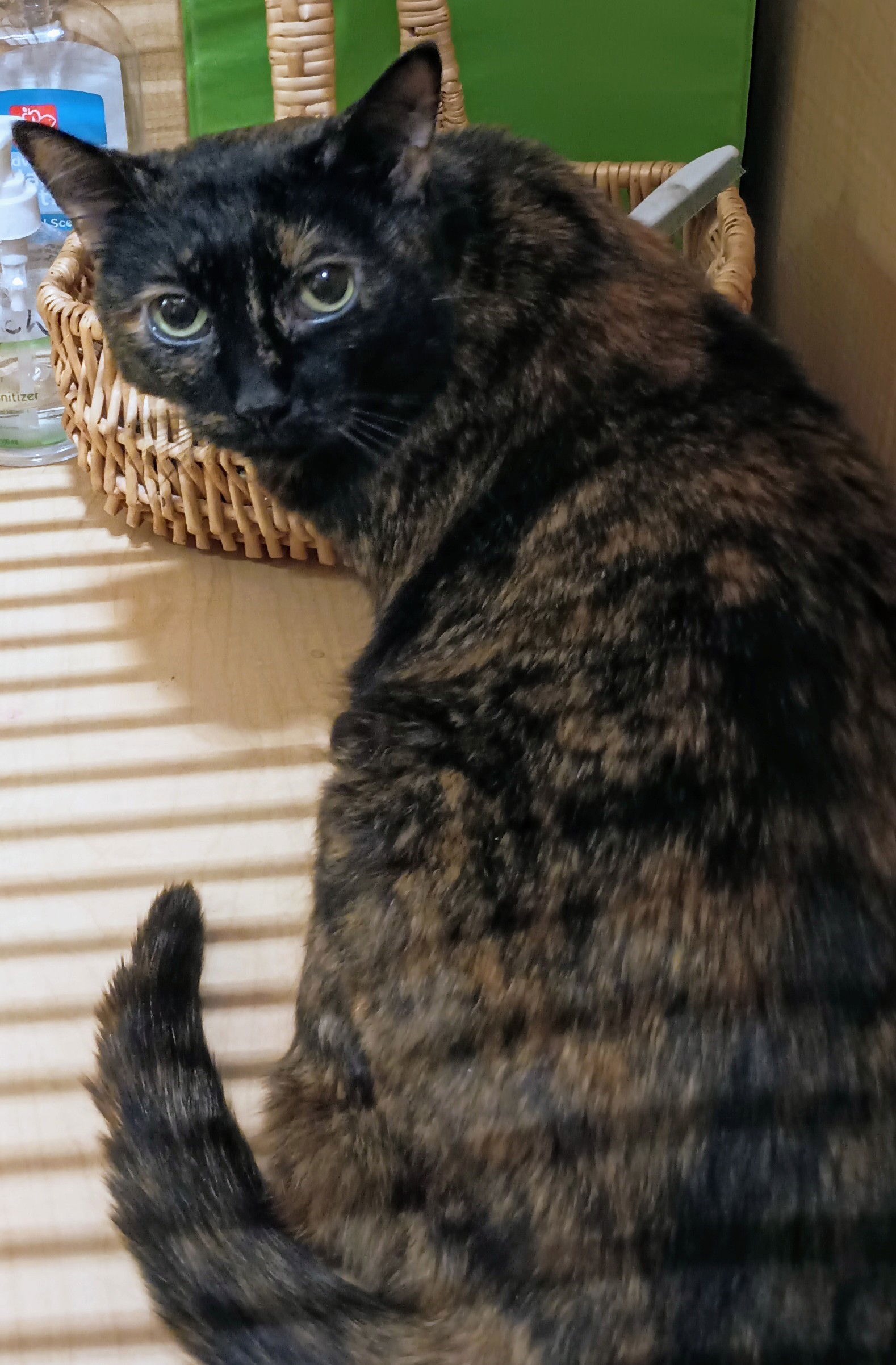 Jolene