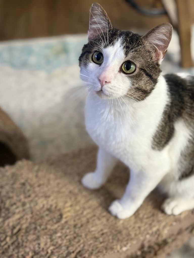 Milo
