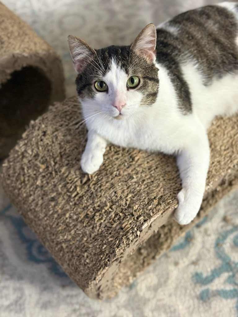 Milo