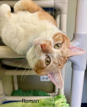 ROMAN, Young Male Domestic Short Hair