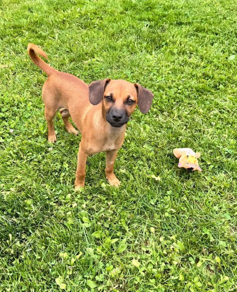 Earth, an adoptable Coonhound, Redbone Coonhound in Duluth, MN, 55807 | Photo Image 1