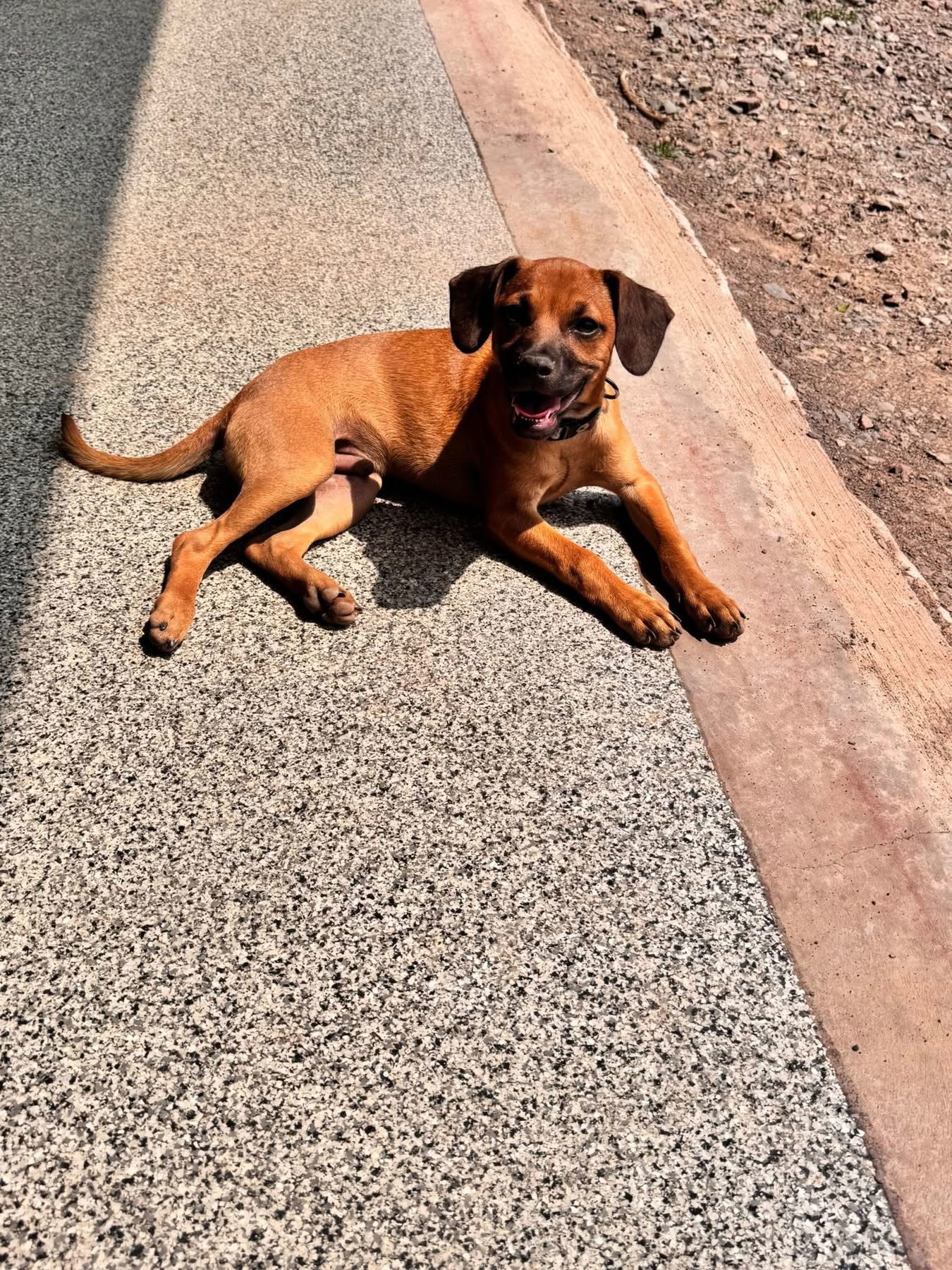 Earth, an adoptable Coonhound, Redbone Coonhound in Duluth, MN, 55807 | Photo Image 3
