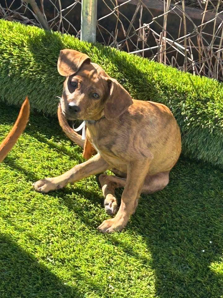 Mercury, an adoptable Coonhound, Redbone Coonhound in Duluth, MN, 55807 | Photo Image 1