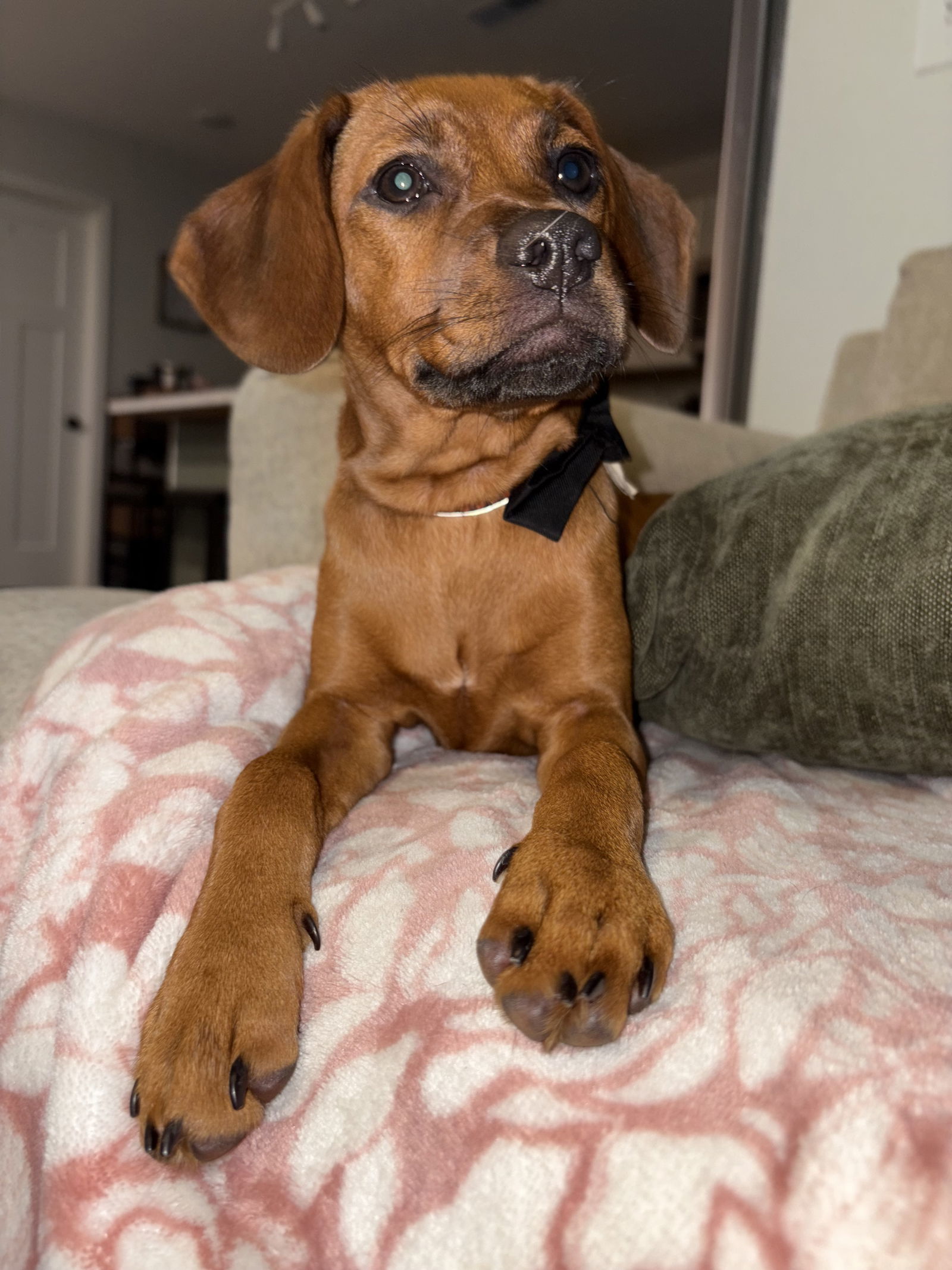 Venus, an adoptable Coonhound, Redbone Coonhound in Duluth, MN, 55807 | Photo Image 1