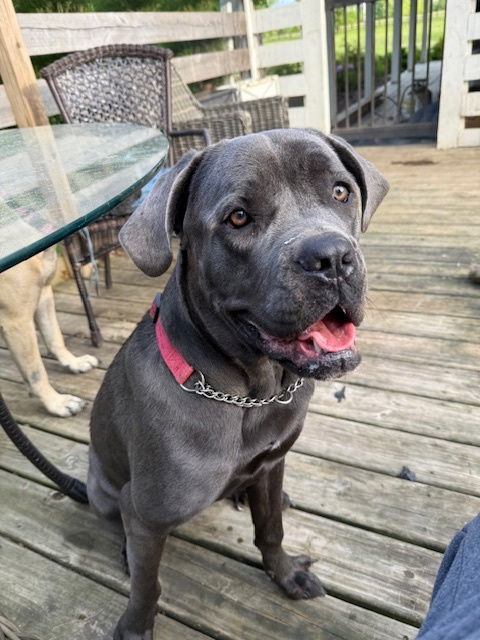 Coco *Courtesy Post*