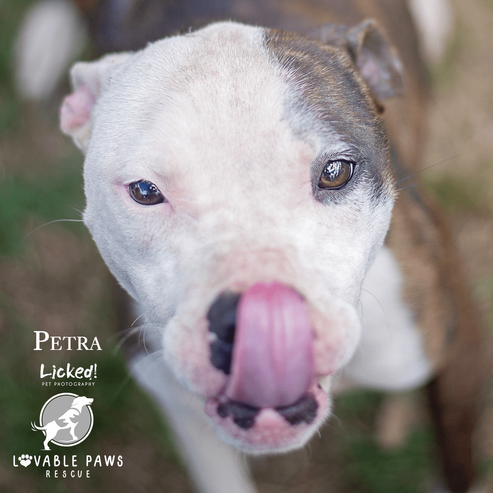 Petra