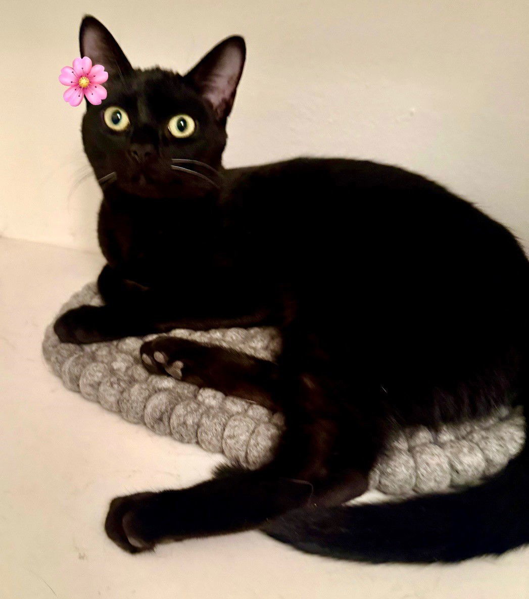 Gigi