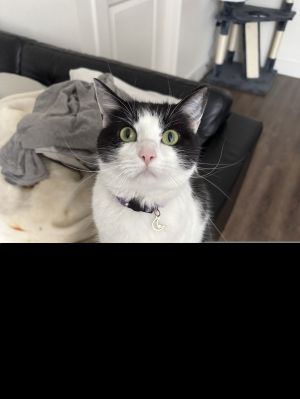 Gumball (New Digs), Adult Female Domestic Short Hair