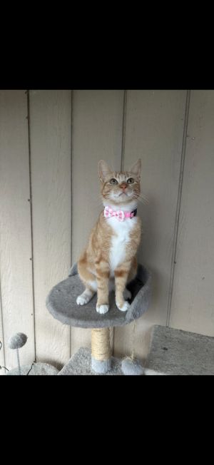 China, Young Female Domestic Short Hair
