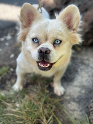 All of our dogs are spayedneutered shots current DHPP Bordetella and Rabies where applicable d