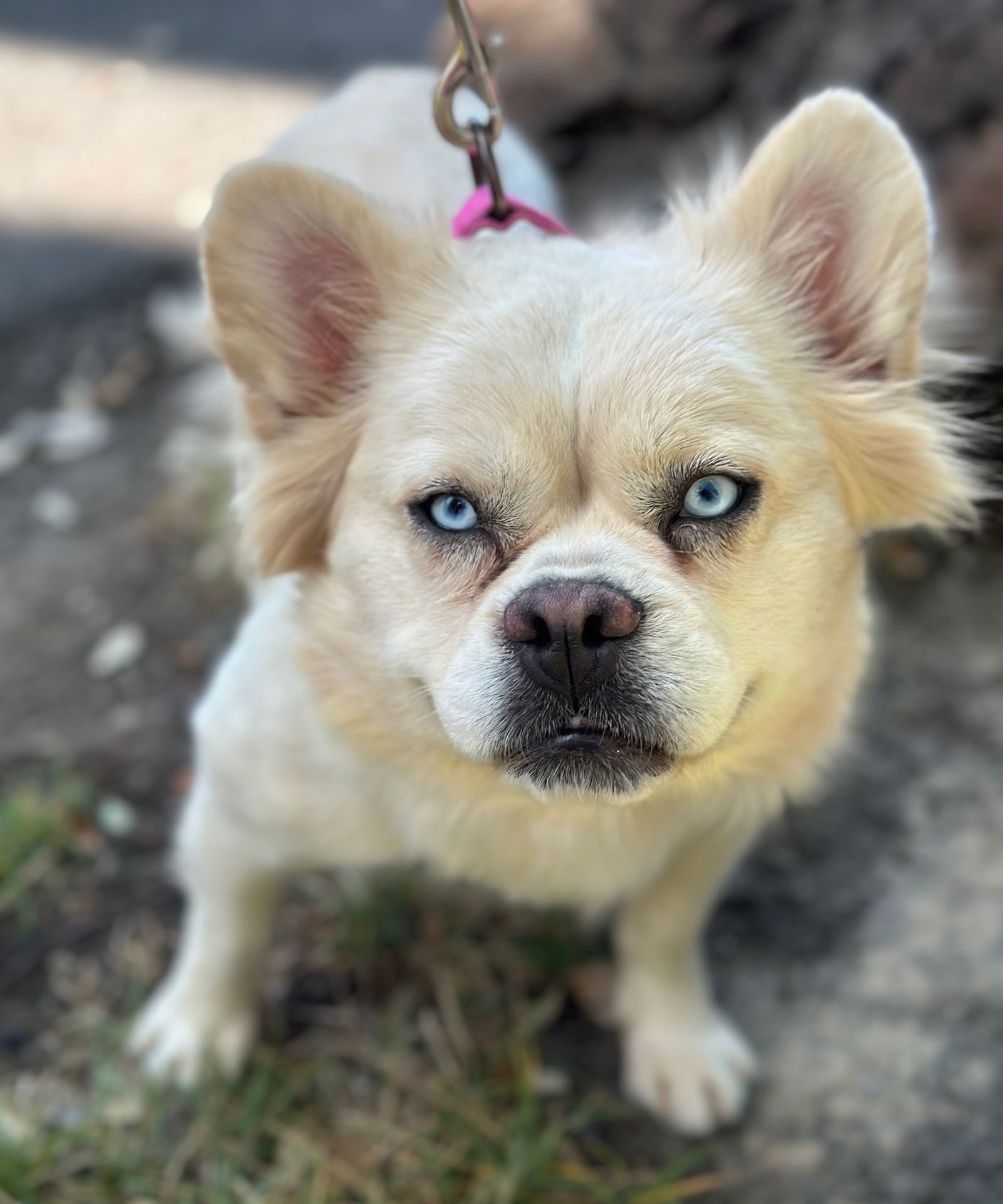 Countess Whiskerella of Floofington, an adoptable French Bulldog, Pekingese in Palo Alto, CA, 94306 | Photo Image 2