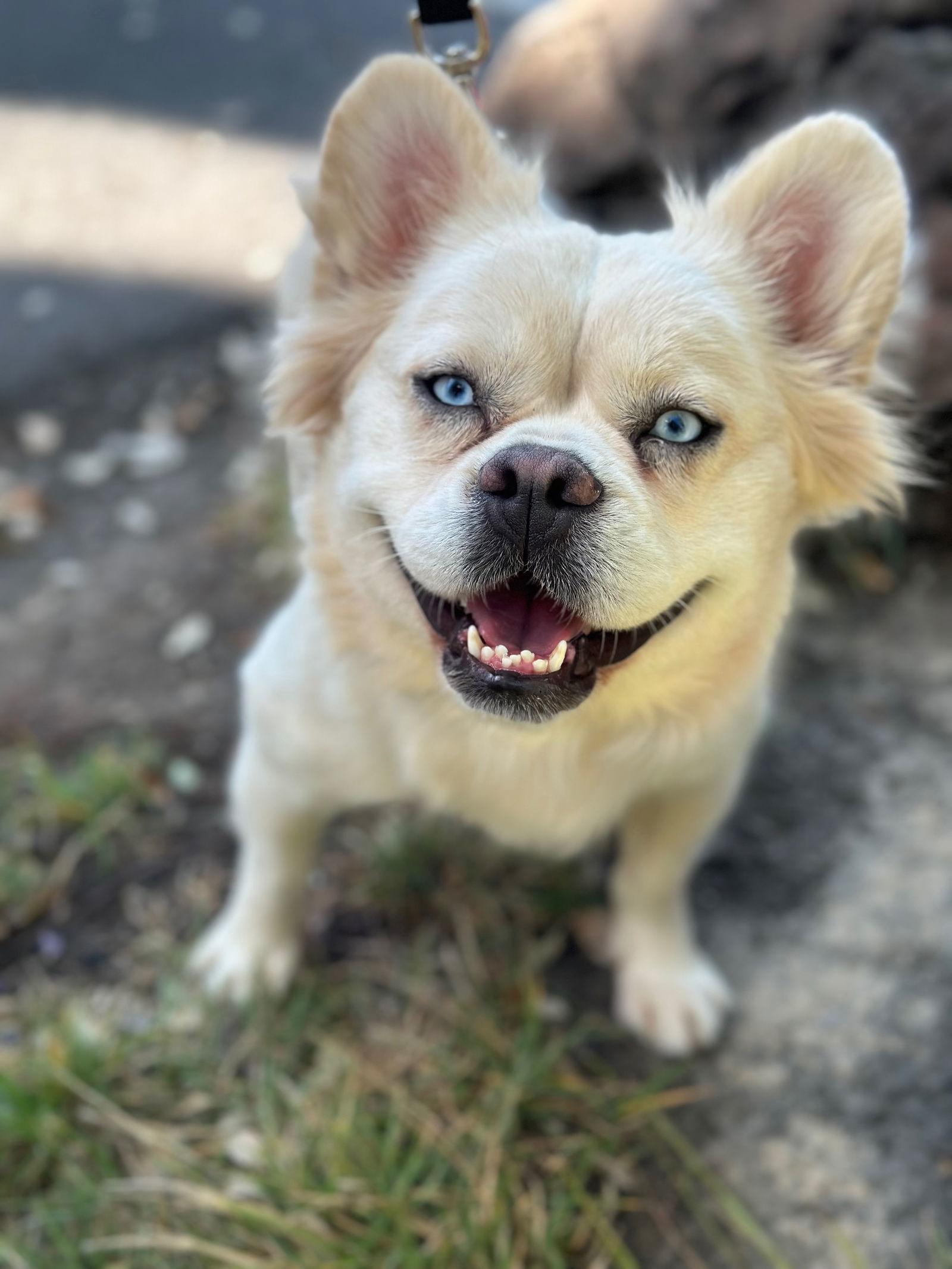 Countess Whiskerella of Floofington, an adoptable French Bulldog, Pekingese in Palo Alto, CA, 94306 | Photo Image 3