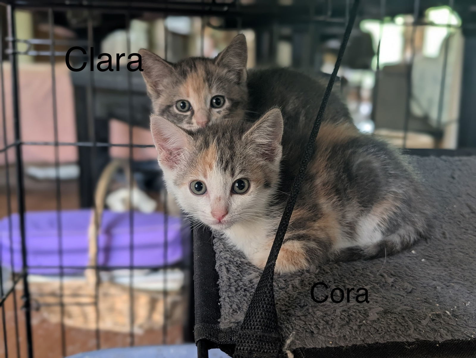 CORA ( th)