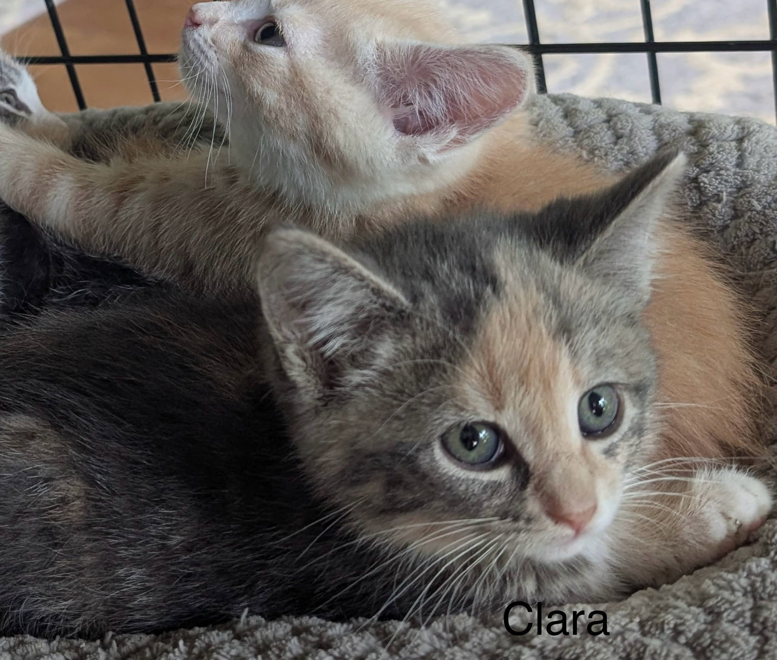 Clara (th)