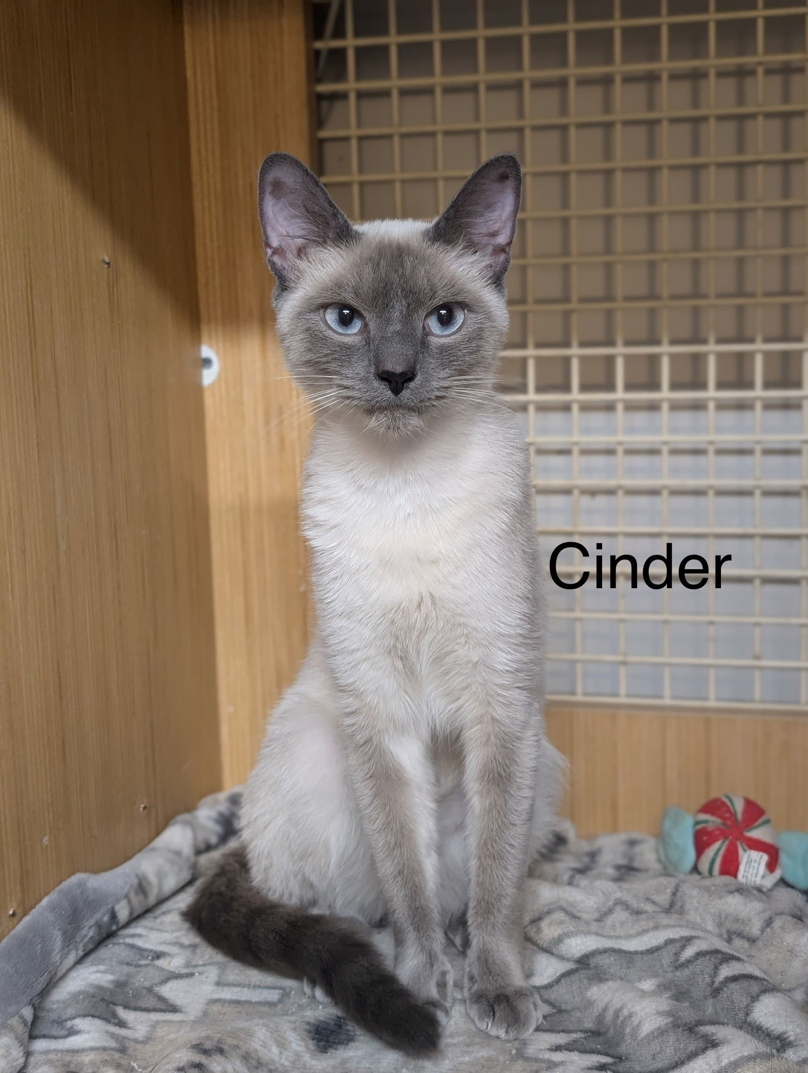 Cinder (th)